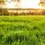 A view of a luscious green lawn with the sun shining and septic tanks in the background